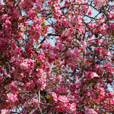 Pommier d'ornement Liset - Malus 'liset' - Willemse