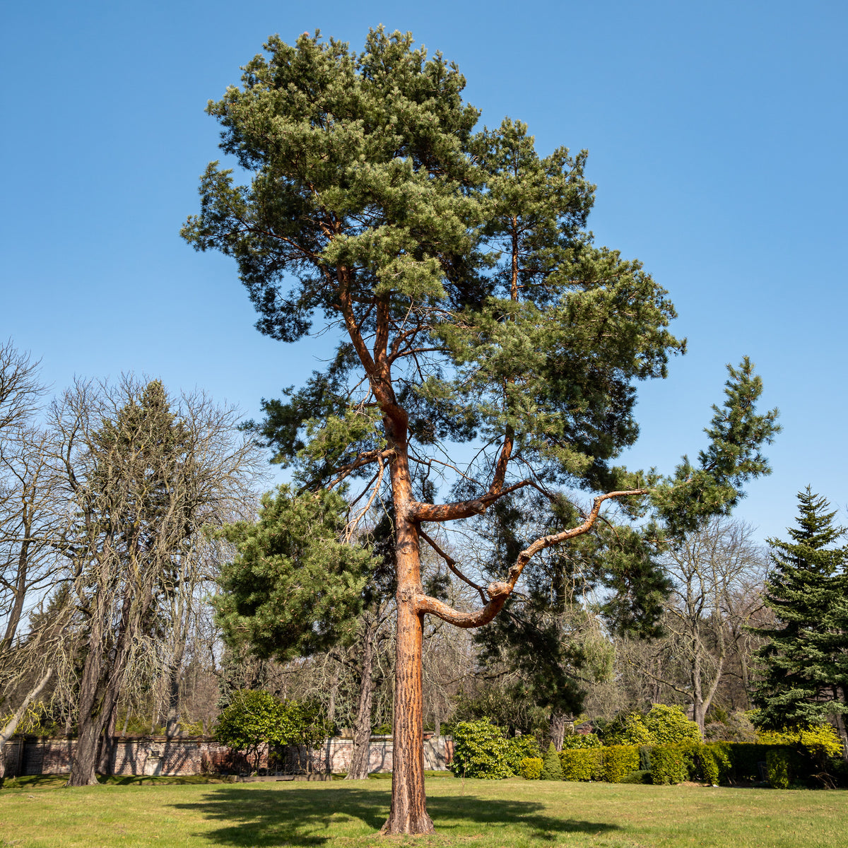 Pin sylvestre - Willemse