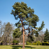 Pin sylvestre - Willemse