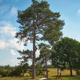 Pin sylvestre - Willemse