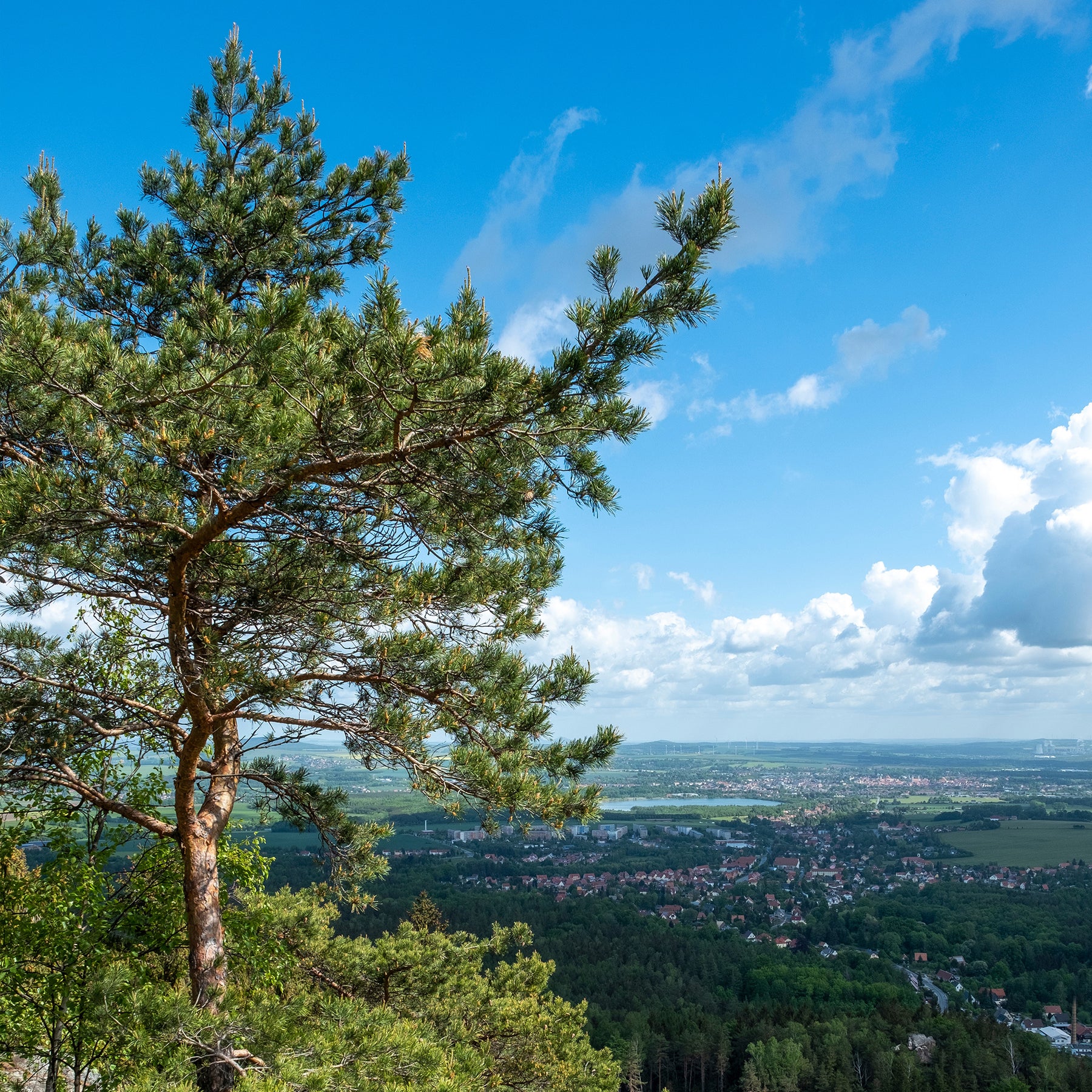 Vente Pin sylvestre - Pin