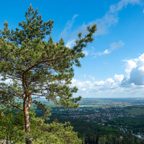 Vente Pin sylvestre - Pin