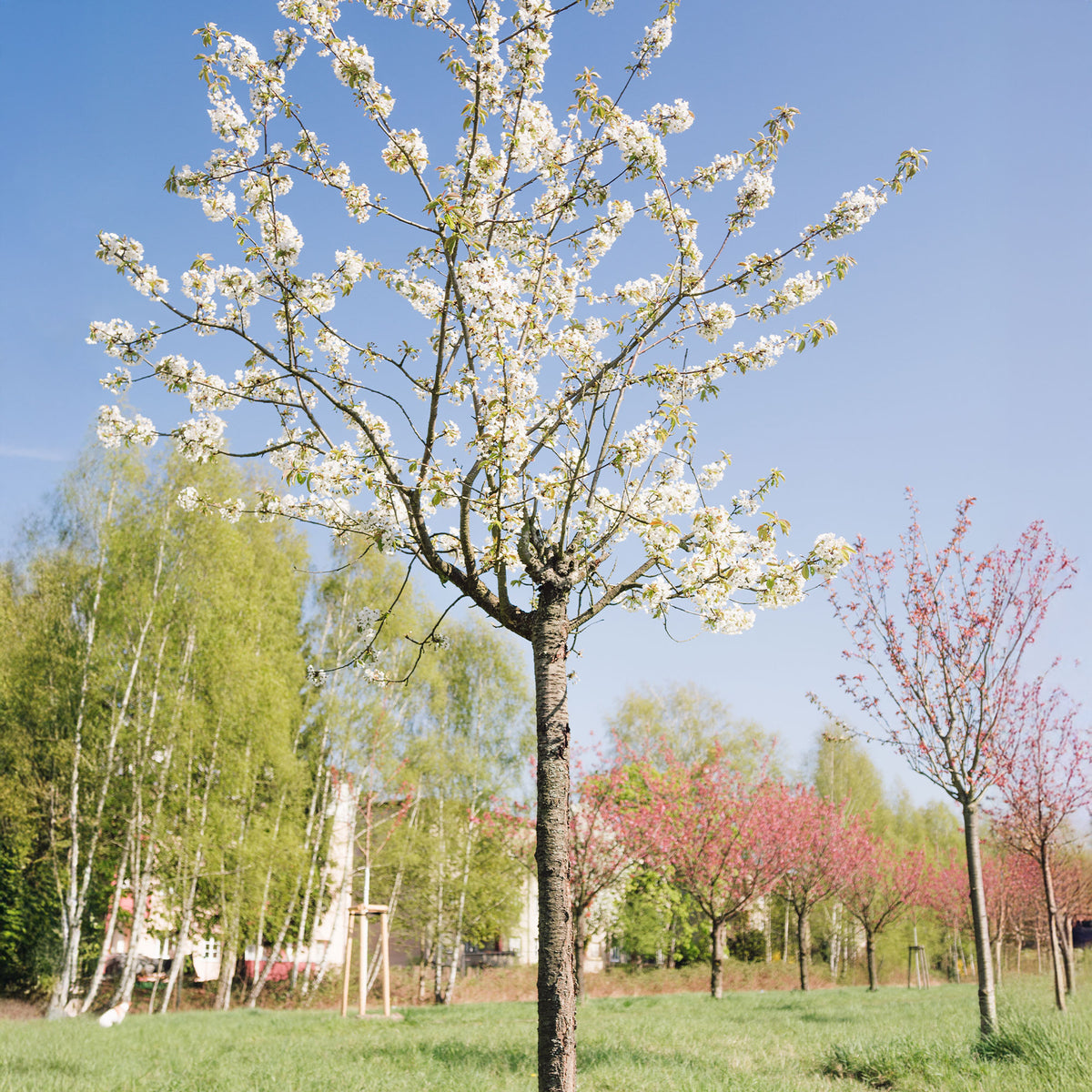 Merisier des oiseaux - Prunus avium - Willemse