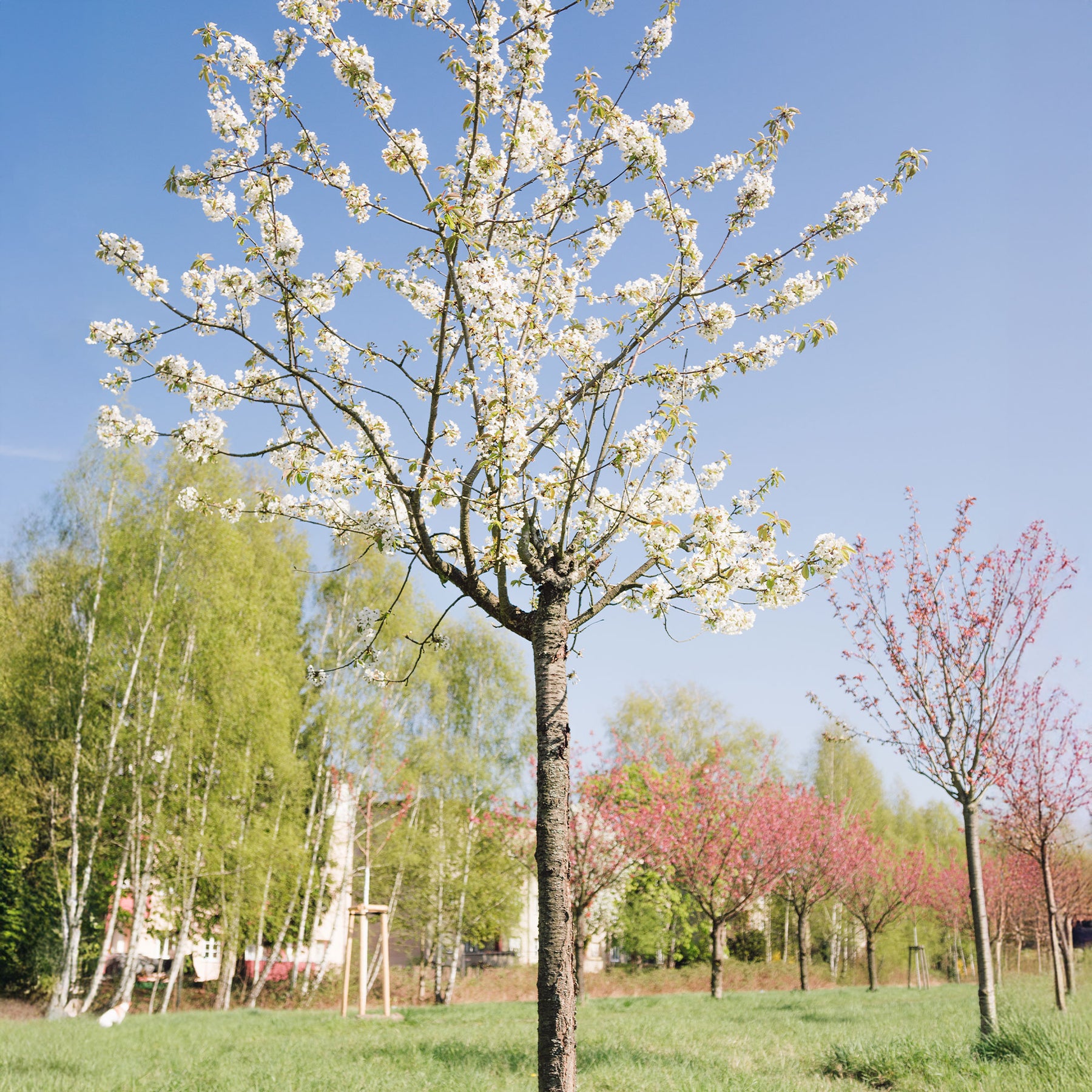 Merisier des oiseaux - Prunus avium - Willemse