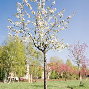 Merisier des oiseaux - Prunus avium - Willemse