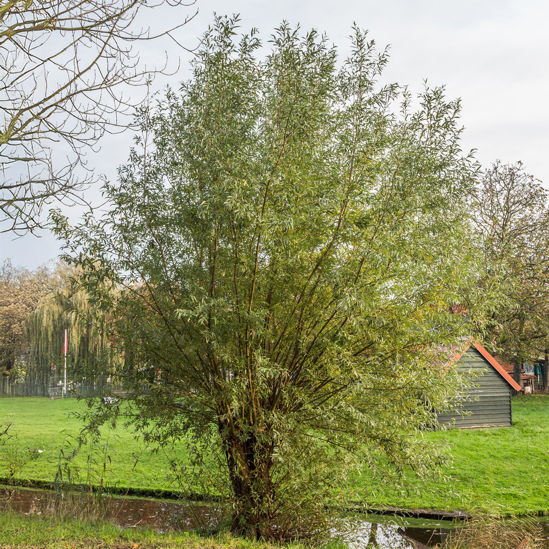 Saule blanc - Willemse