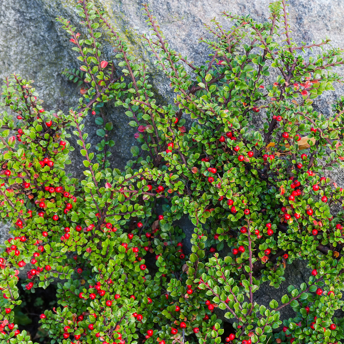 Cotoneaster rampant - Willemse