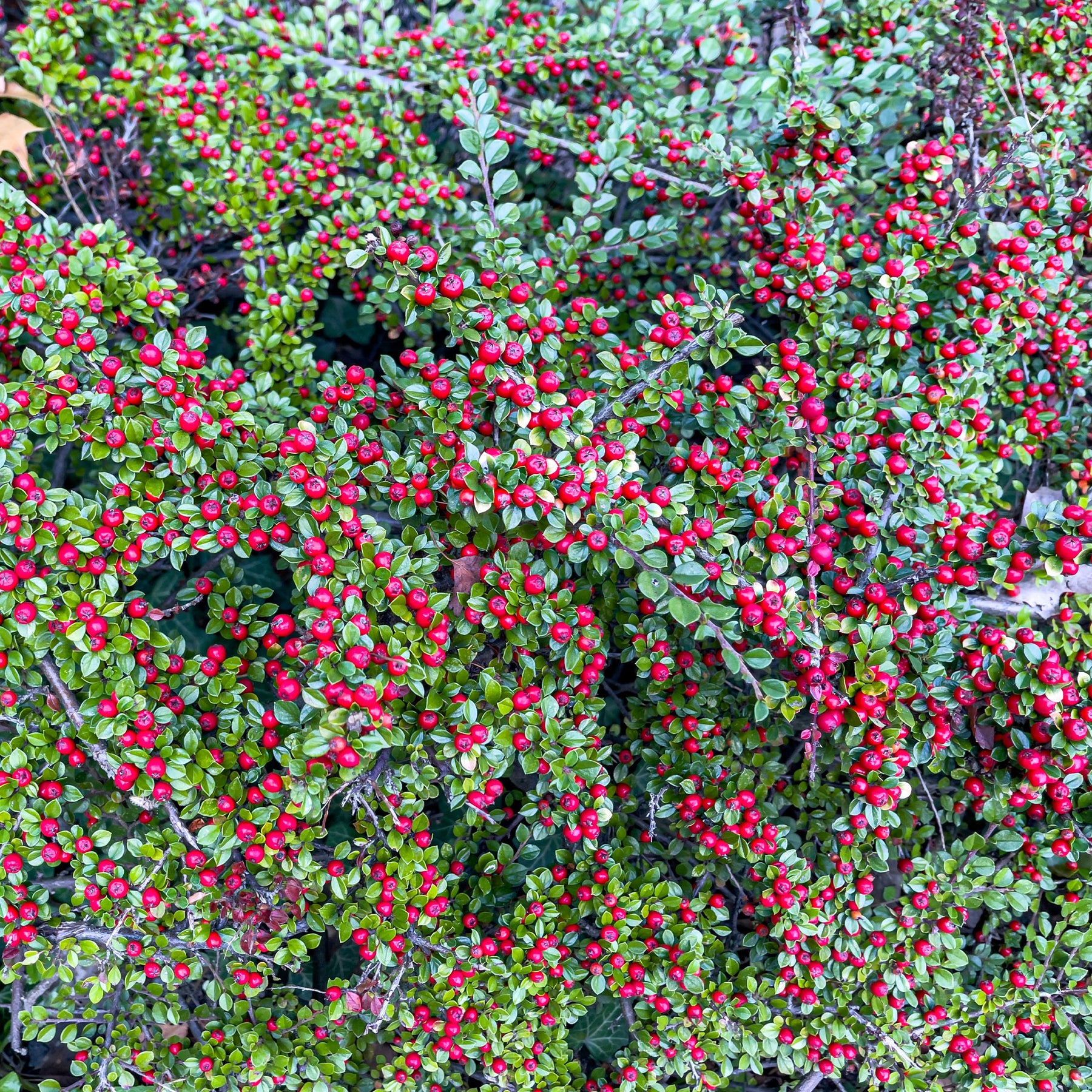 Vente Cotoneaster rampant