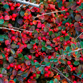 Cotoneaster rampant - Cotonéaster - Willemse