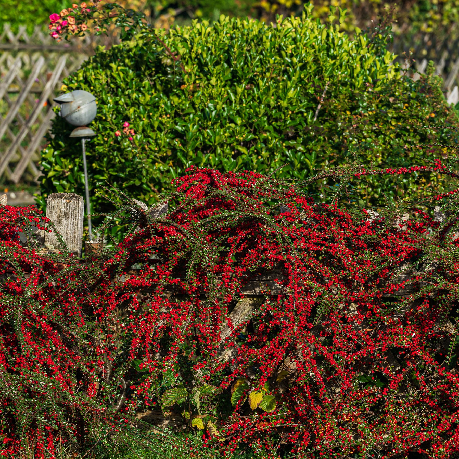 Vente Cotoneaster rampant - Cotonéaster
