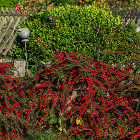 Vente Cotoneaster rampant - Cotonéaster