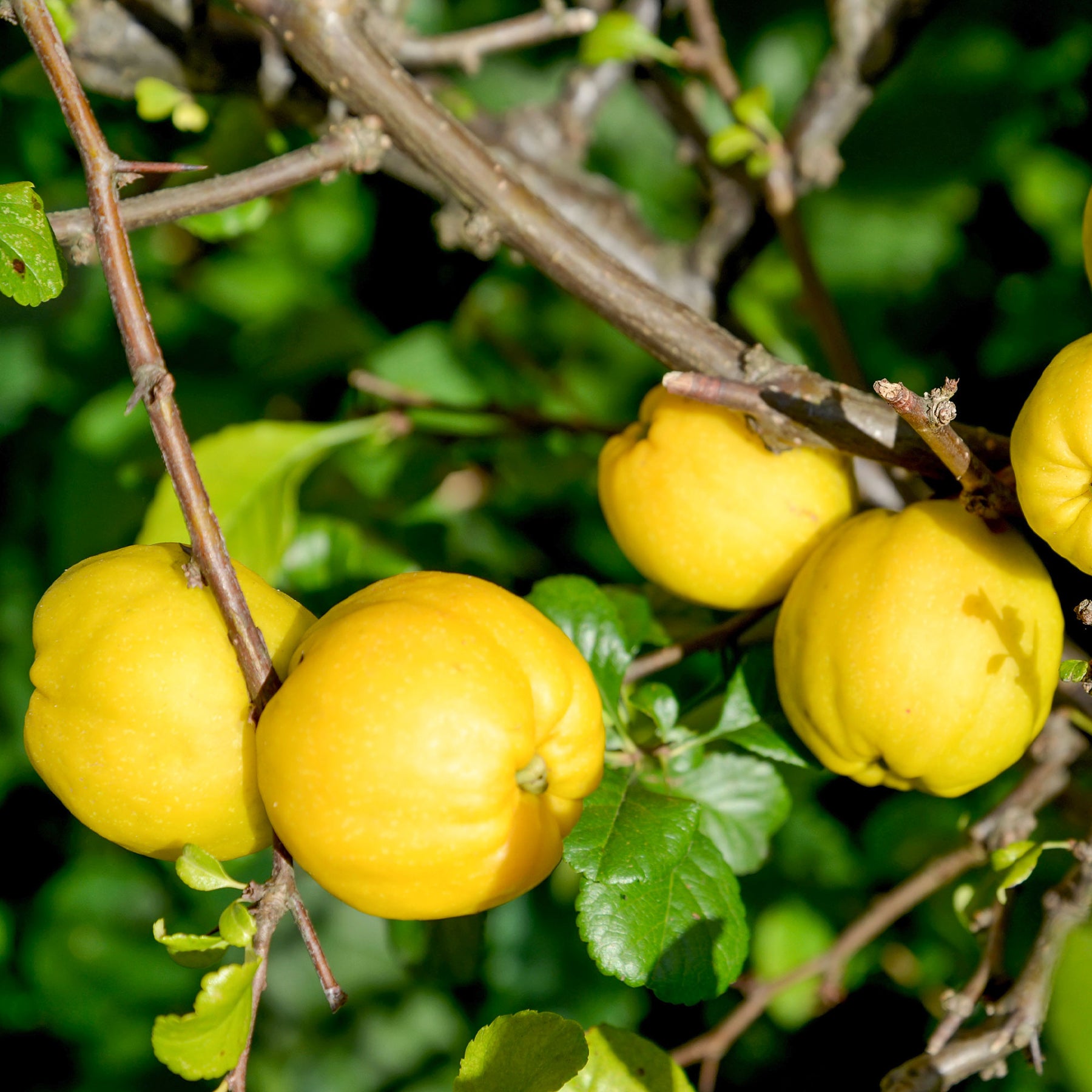 Cognassier du Japon Crimson And Gold - Chaenomeles superba Crimson and Gold - Willemse