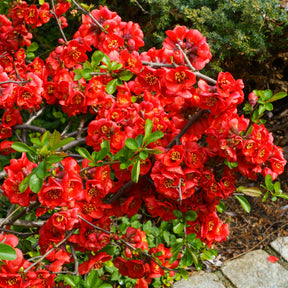 Chaenomeles superba Crimson and Gold - Cognassier du Japon Crimson And Gold - Cognassier du Japon