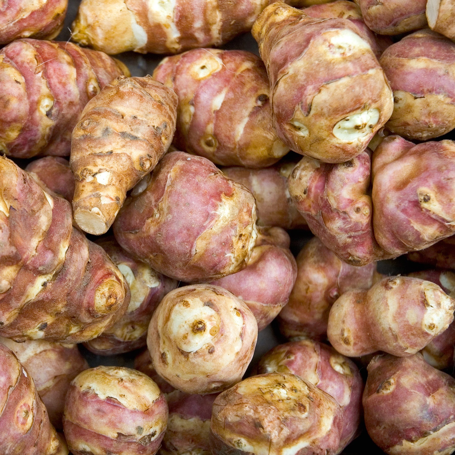 Helianthus tuberosus - 5 Topinambours Violets - Autres plants potagers