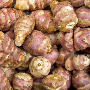 Helianthus tuberosus - 5 Topinambours Violets - Autres plants potagers