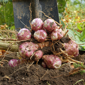 Vente 5 Topinambours Violets - Helianthus tuberosus