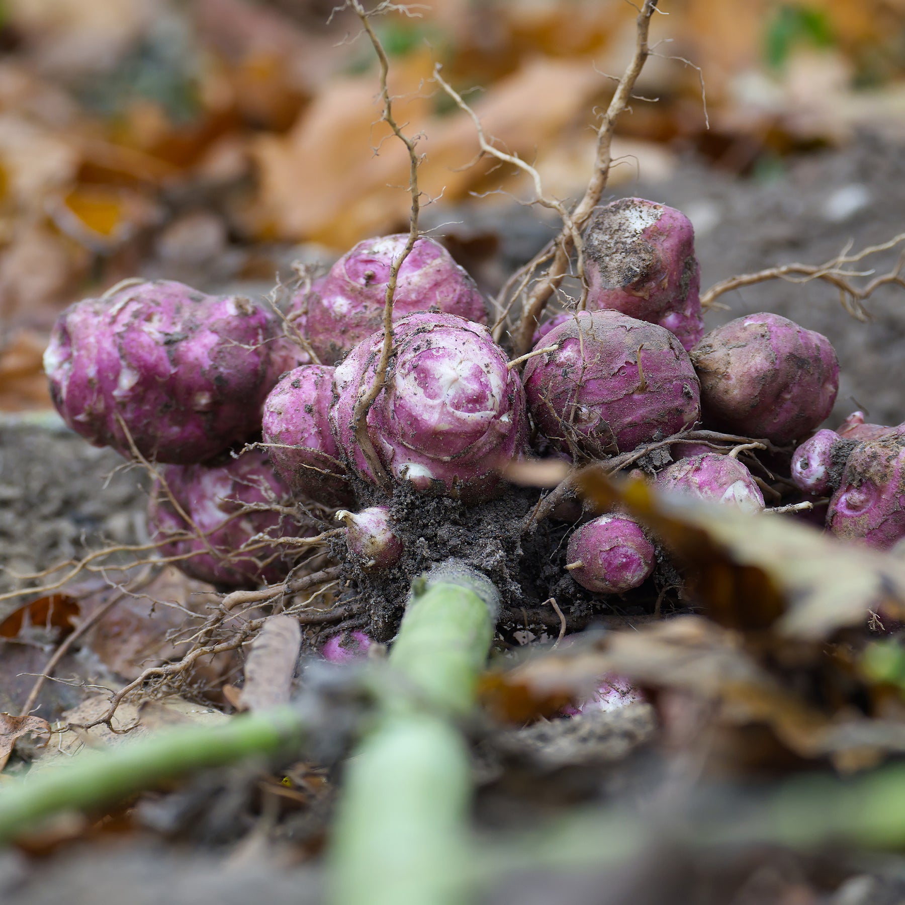 Vente 5 Topinambours Violets