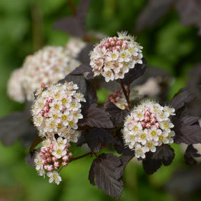 Physocarpus - Physocarpe Red Baron - Physocarpus opulifolius Red Baron