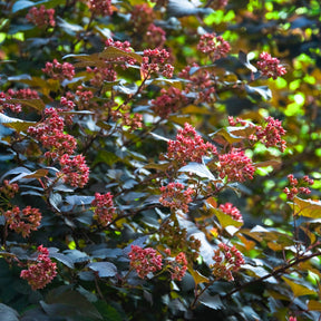 Physocarpe Red Baron - Physocarpus opulifolius Red Baron - Willemse