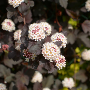Physocarpus opulifolius Red Baron - Physocarpe Red Baron - Physocarpus