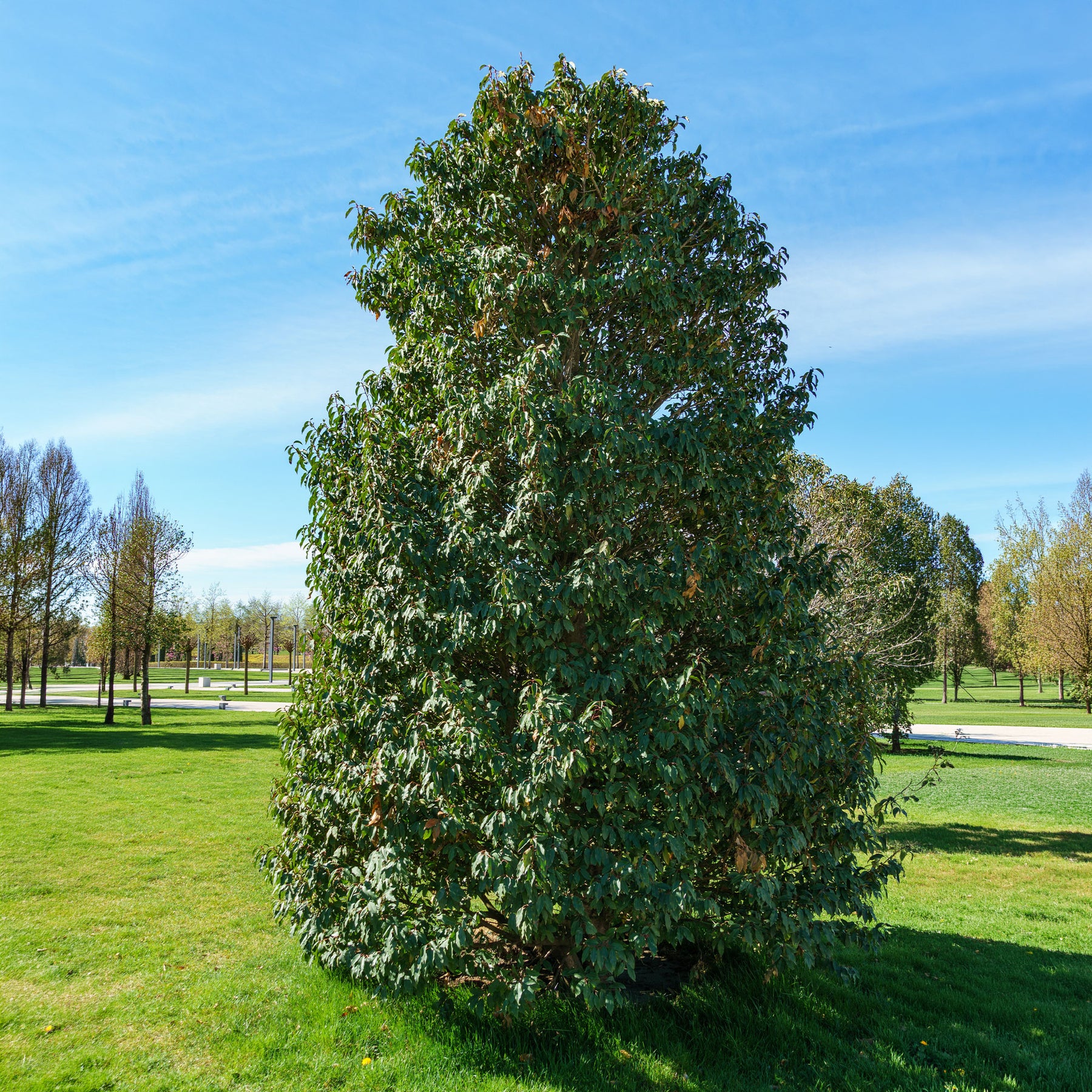 Prunus lusitanica - Laurier du Portugal - Lauriers