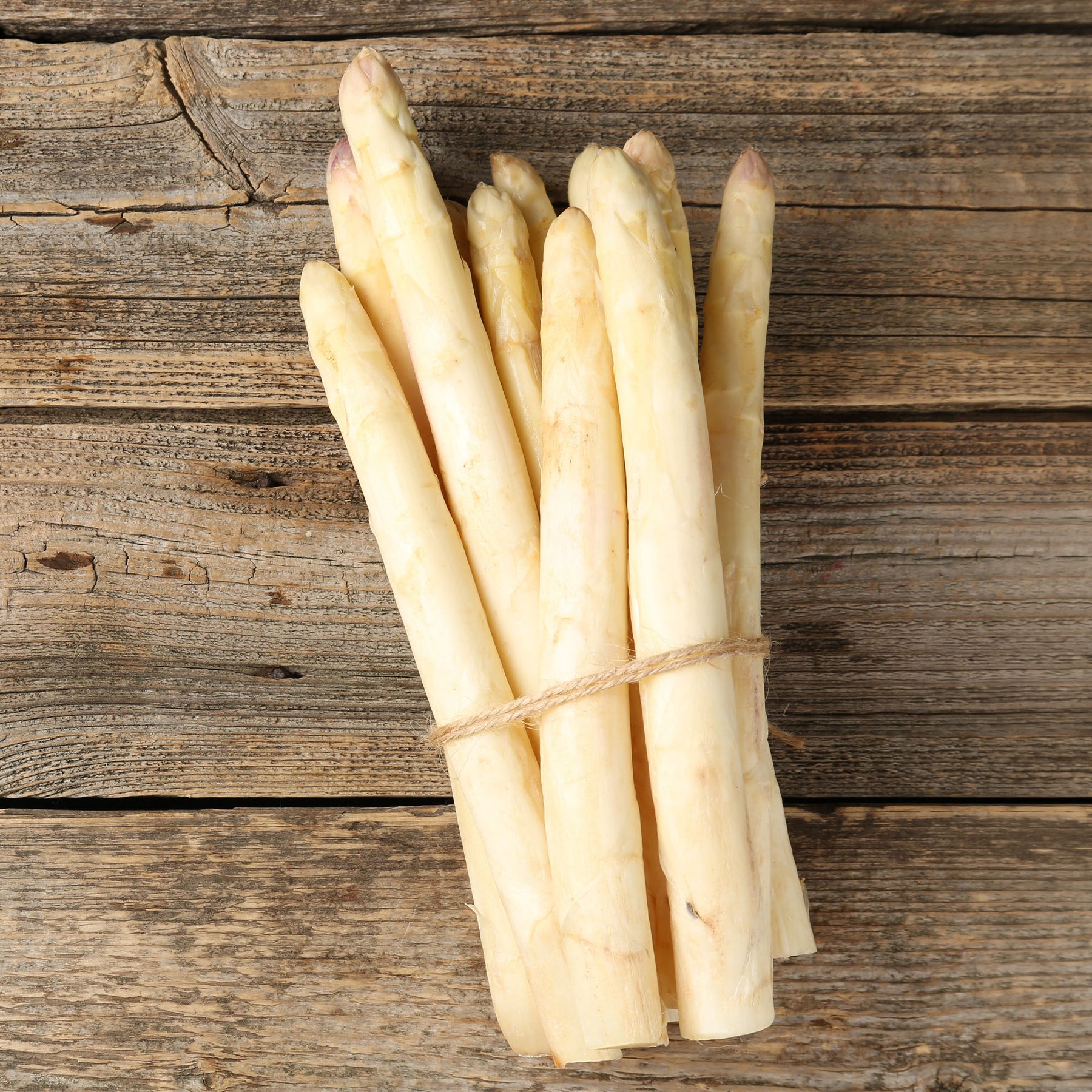 10 Asperges Argenteuil - Asparagus officinalis argenteuil - Willemse