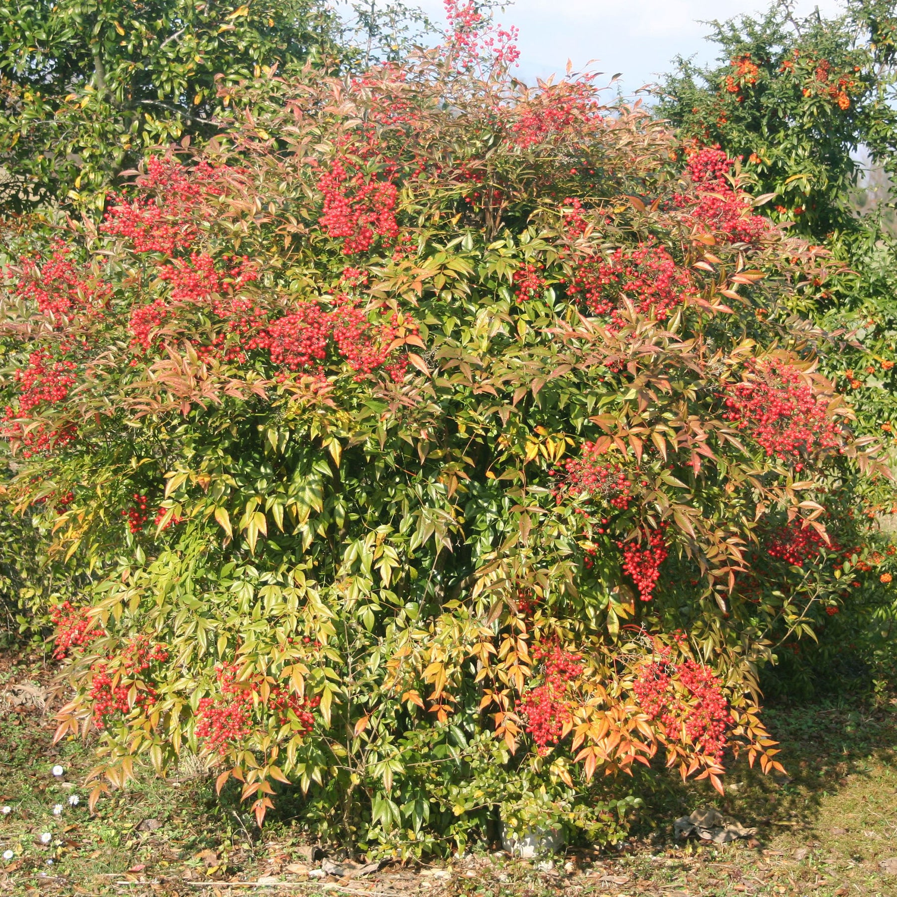 Nandina domestica Gulf Stream - Bambou sacré orange cuivre - Nandina