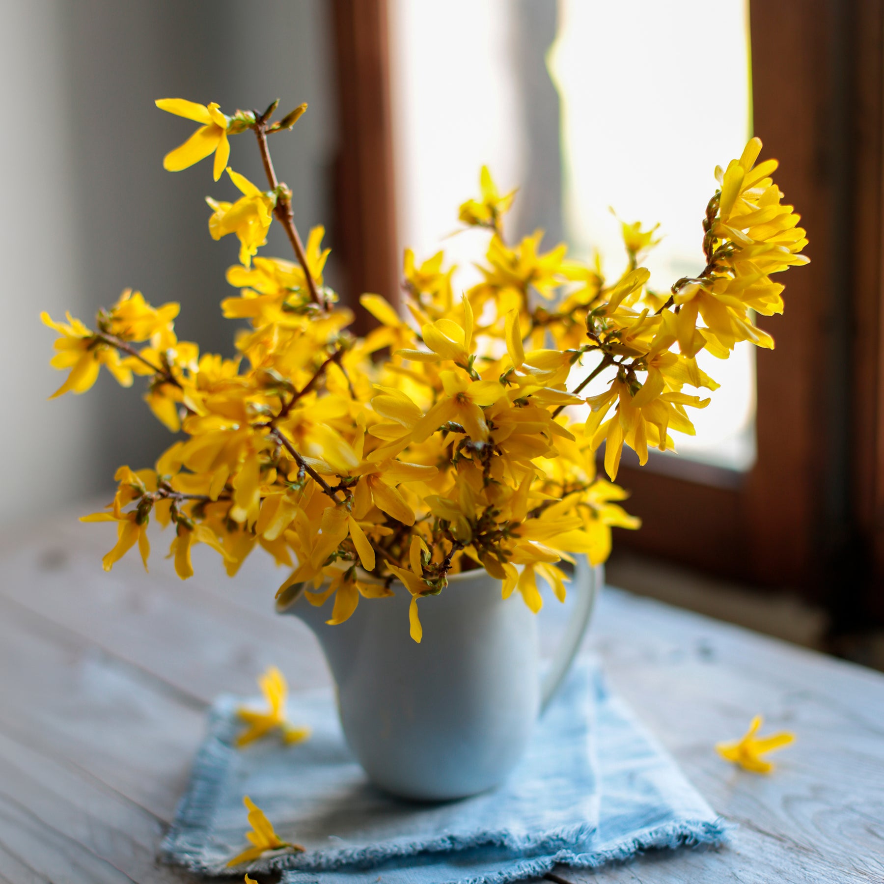 Forsythias - Forsythia Marée d'Or ® - Forsythia Marée d'Or ®
