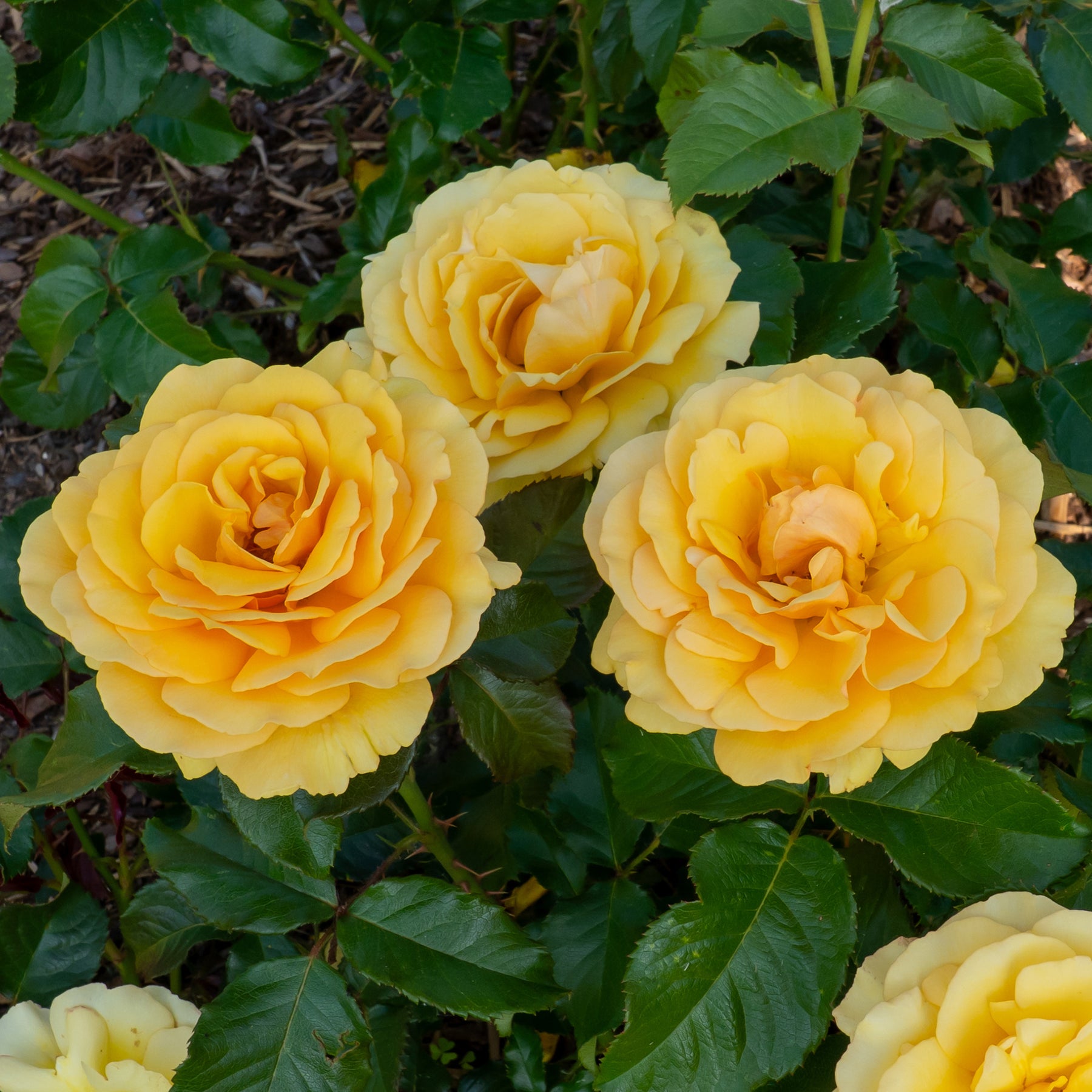 Rosa amber queen ® - Rosier Amber Queen ® - Rosiers à fleurs groupées polyantha
