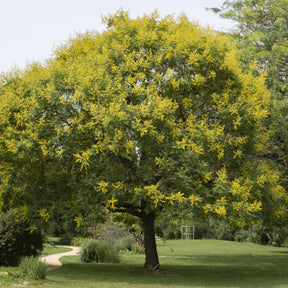 Savonnier - Petits arbres - Willemse