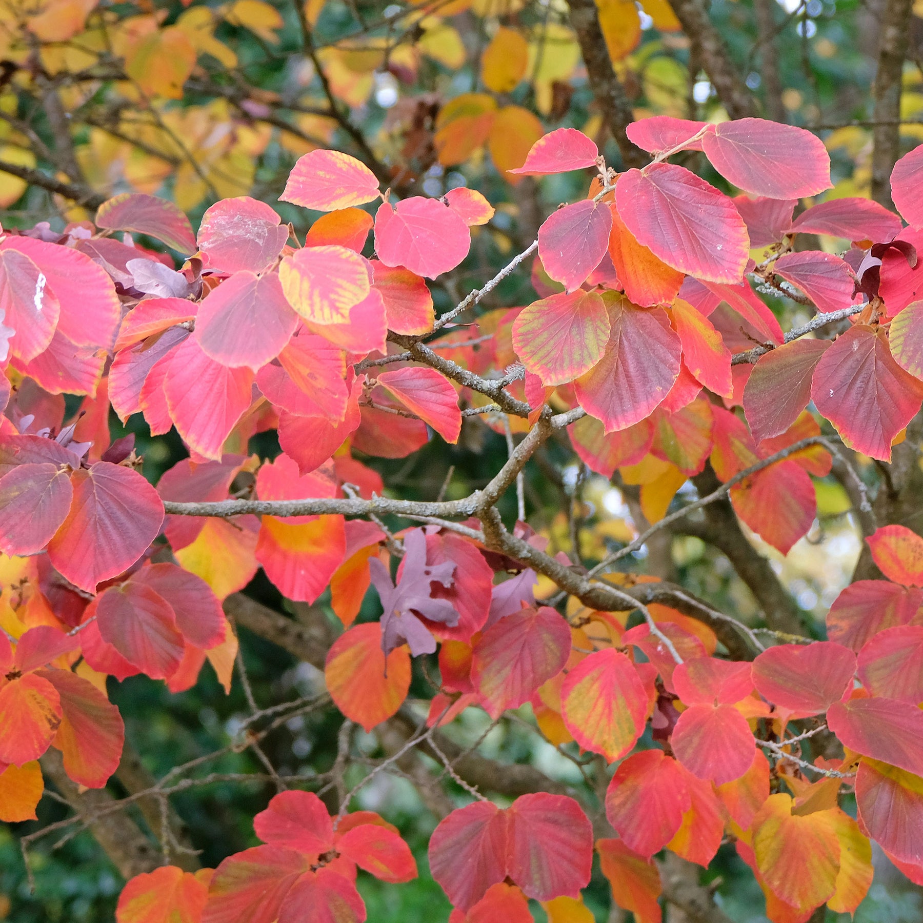 Hamamélis intermedia Sunburst - Hamamelis intermedia 'sunburst' - Willemse