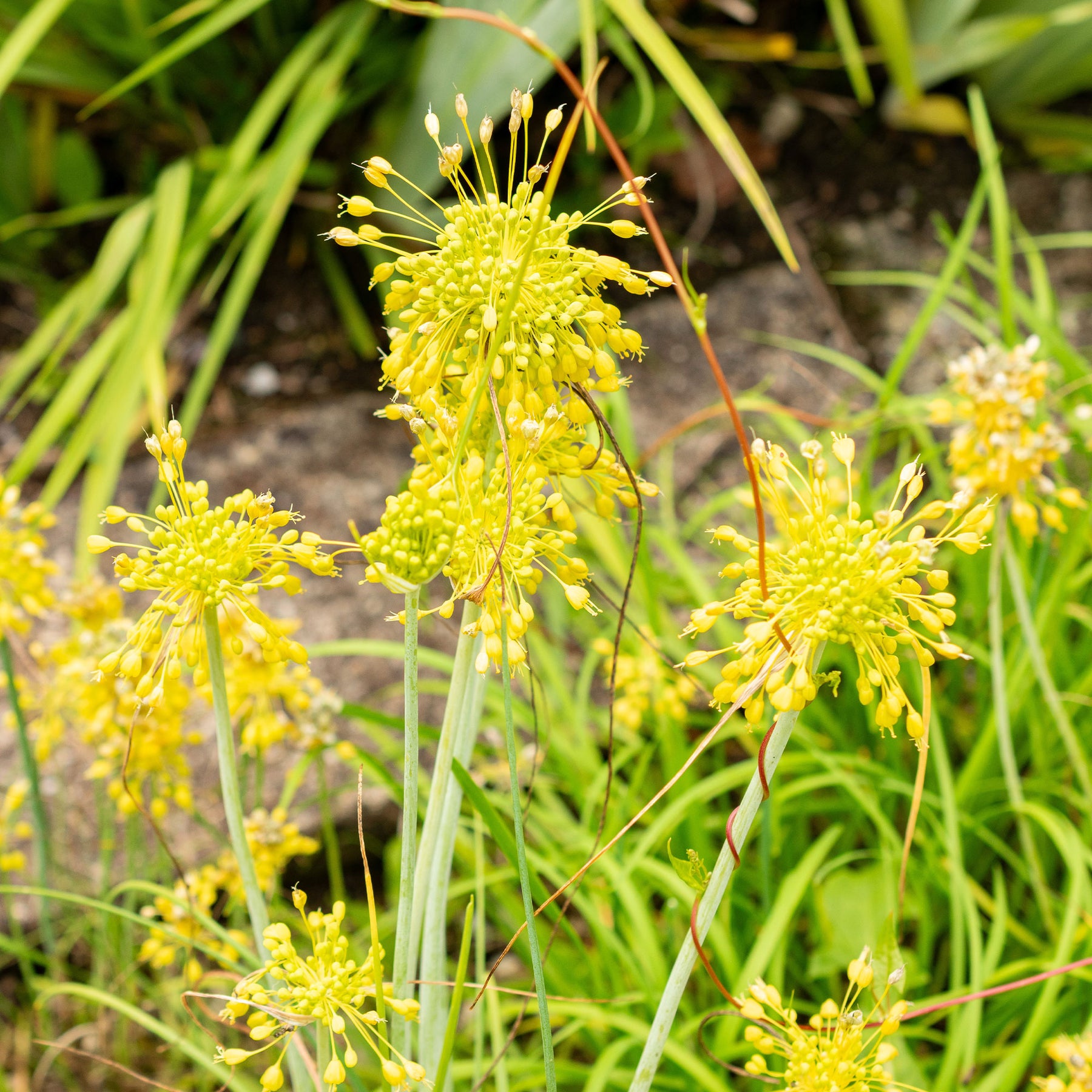 Ail jaune - Willemse