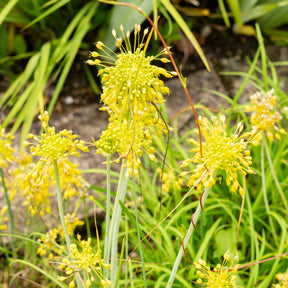 Ail jaune - Willemse