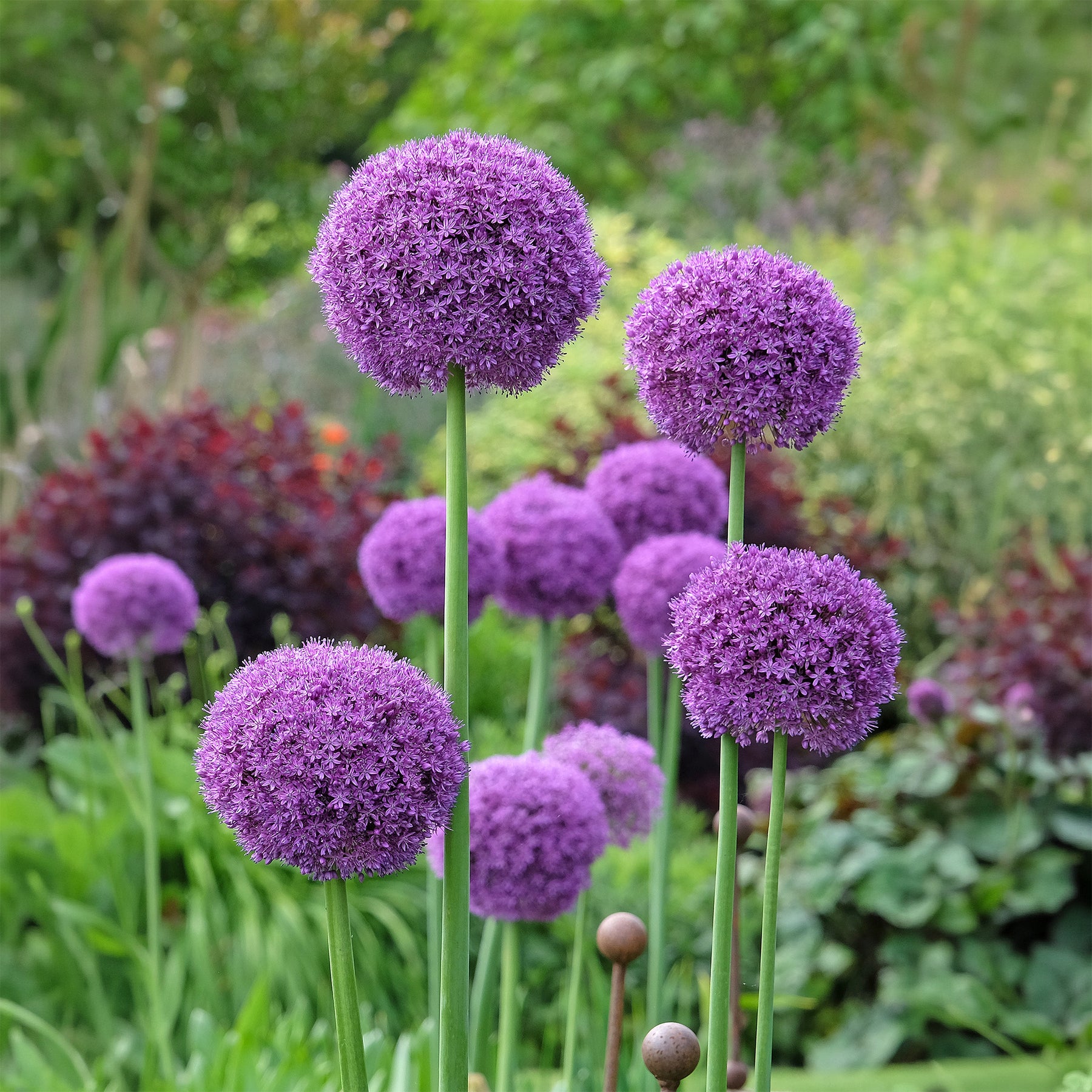 Allium - Ail géant de l'Himalaya - Allium giganteum