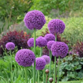 Allium - Ail géant de l'Himalaya - Allium giganteum