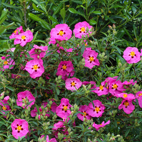 Cistus purpureus - Ciste pourpre - Ciste