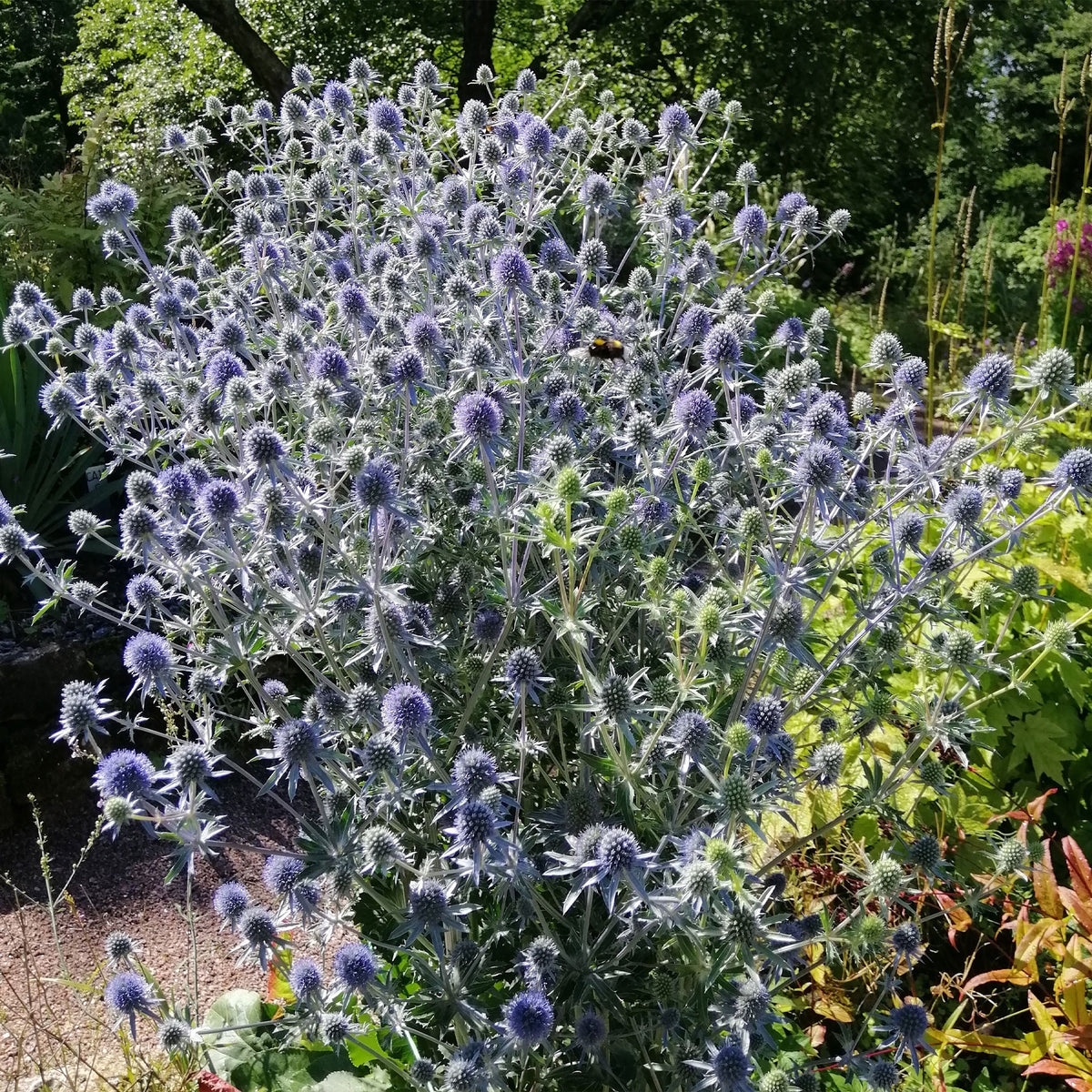 Panicaut à feuilles planes - Willemse