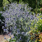 Panicaut à feuilles planes - Willemse