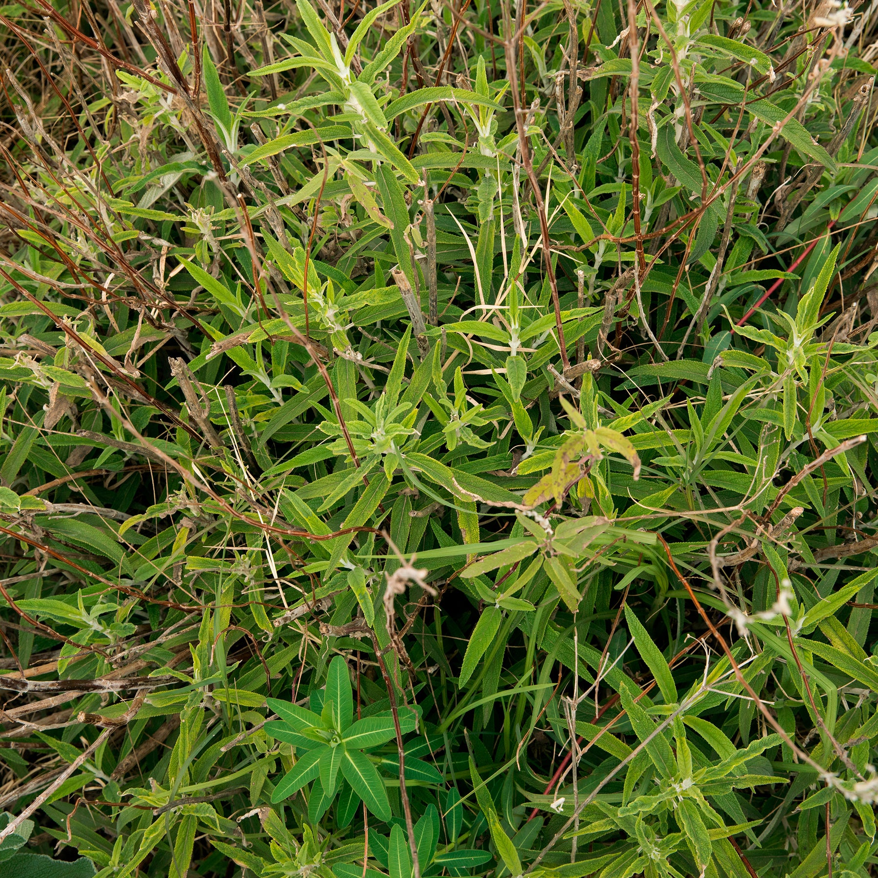 Euphorbe de Sicile - Willemse