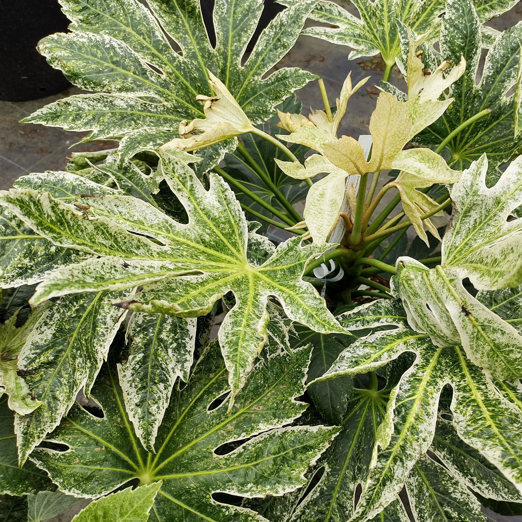 Aralia du Japon Spiders Web - Fatsia japonica Spider Web - Willemse