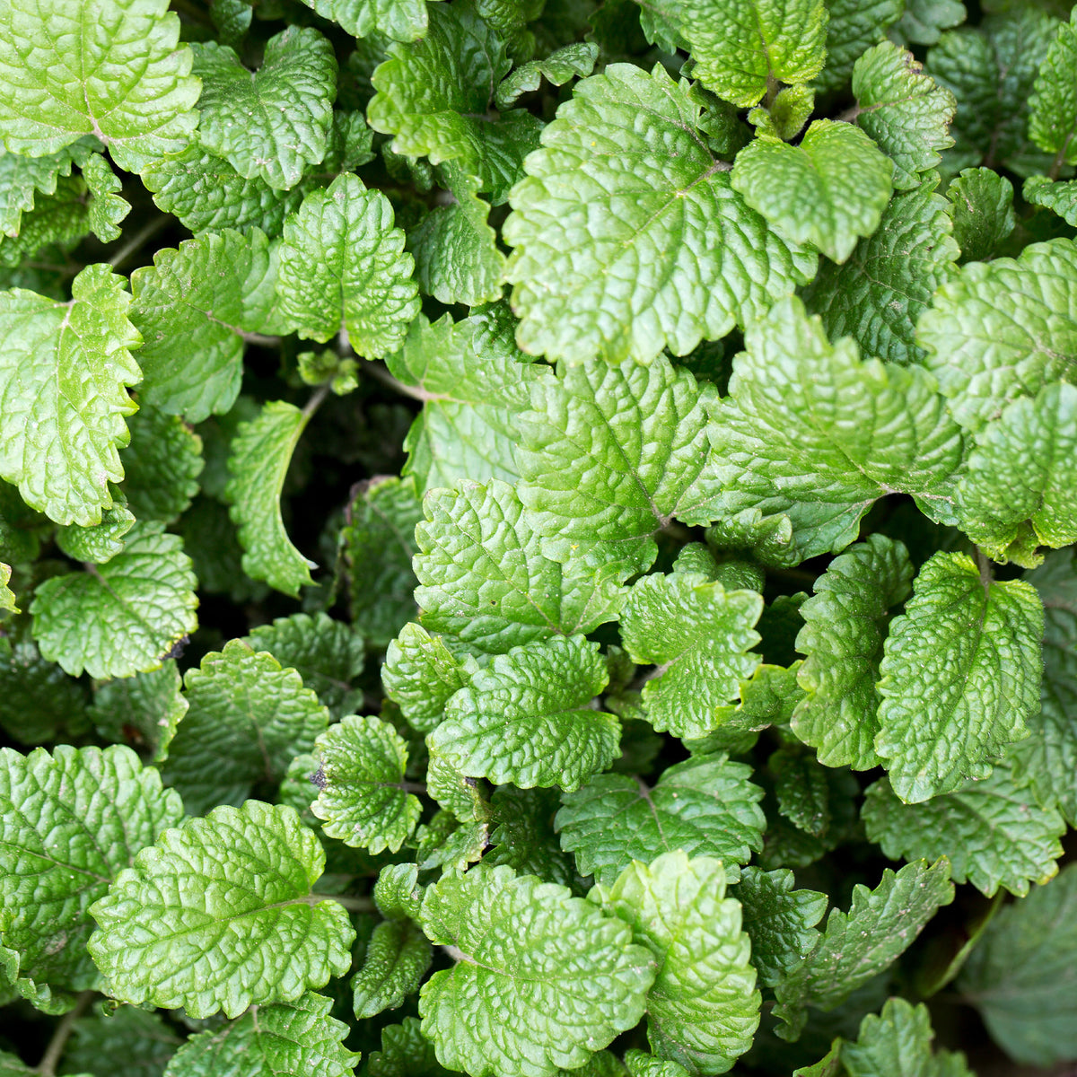 Mélisse officinale - Willemse