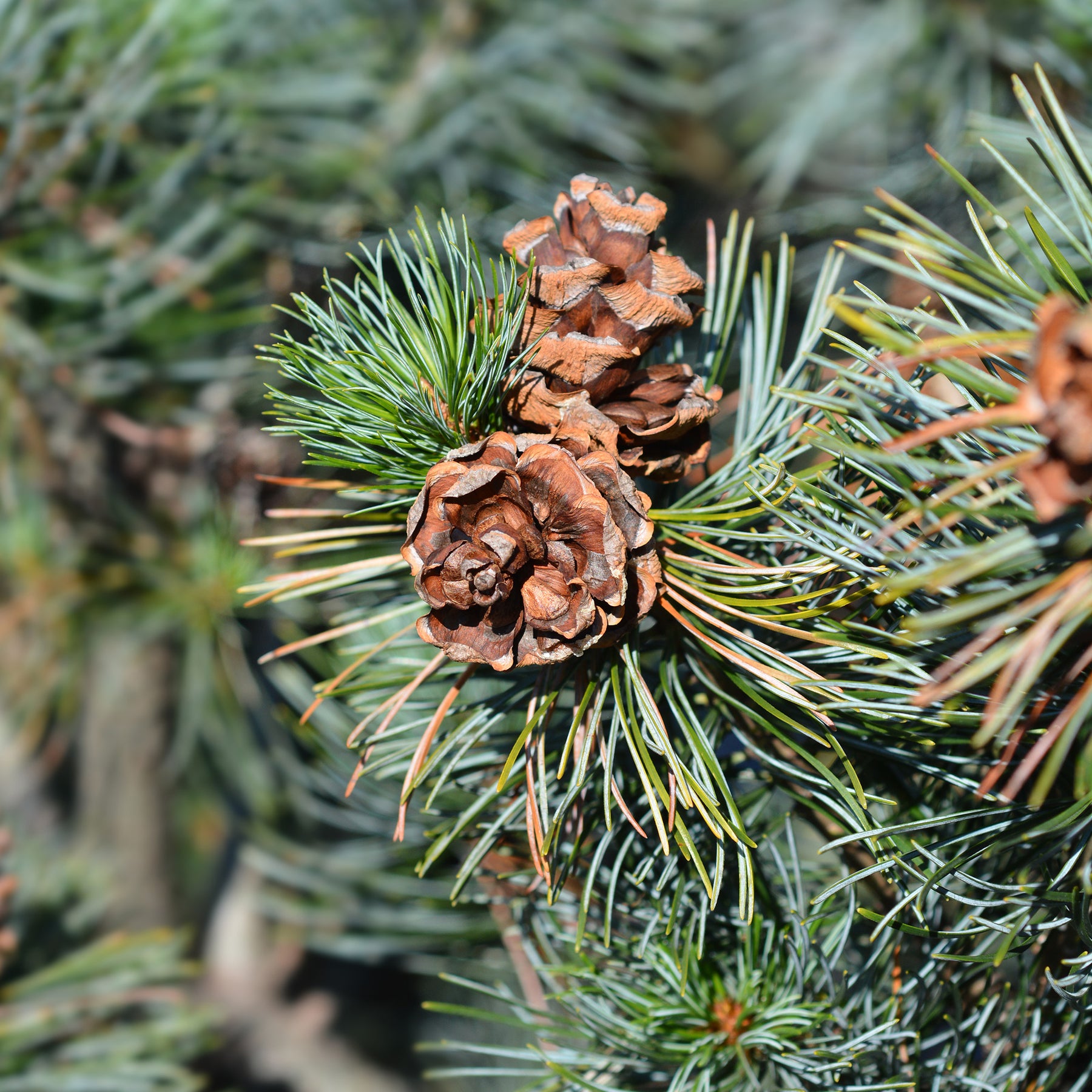 Pin blanc du Japon Negishi - Pinus parviflora Negishi - Willemse