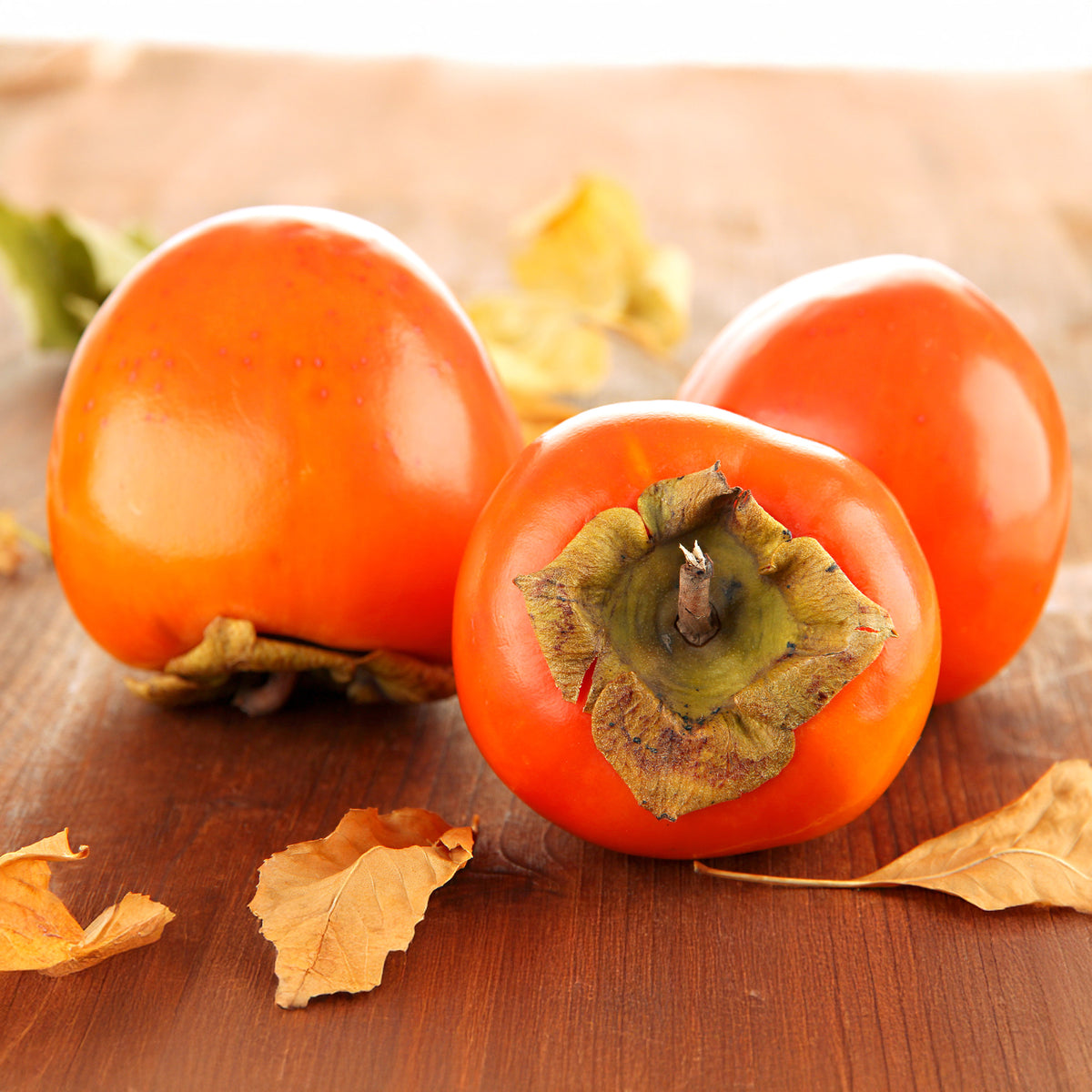 Kaki Rojo Brillante - Willemse