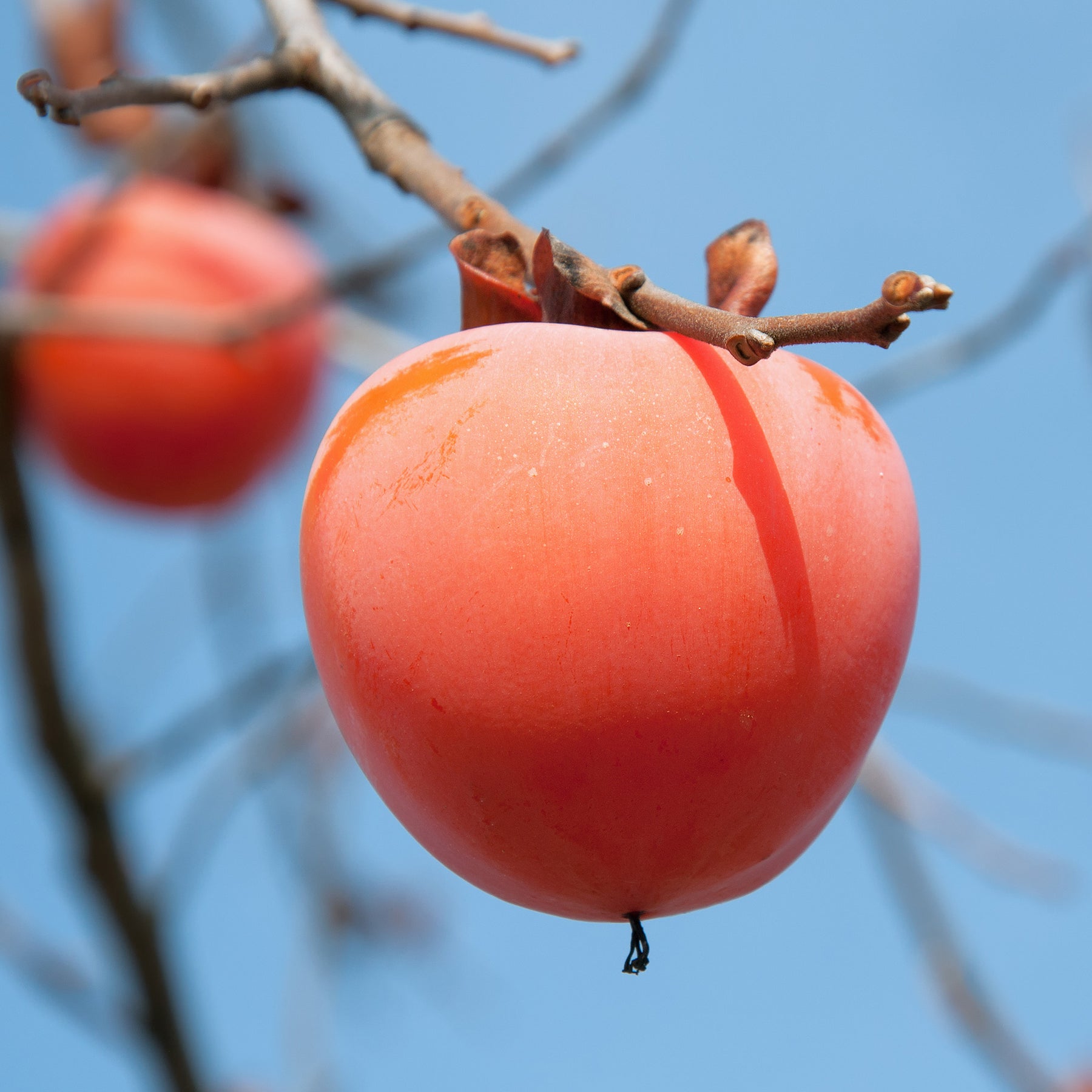 Kaki diospyros tipo - Kaki Tipo - Plaqueminier Kaki