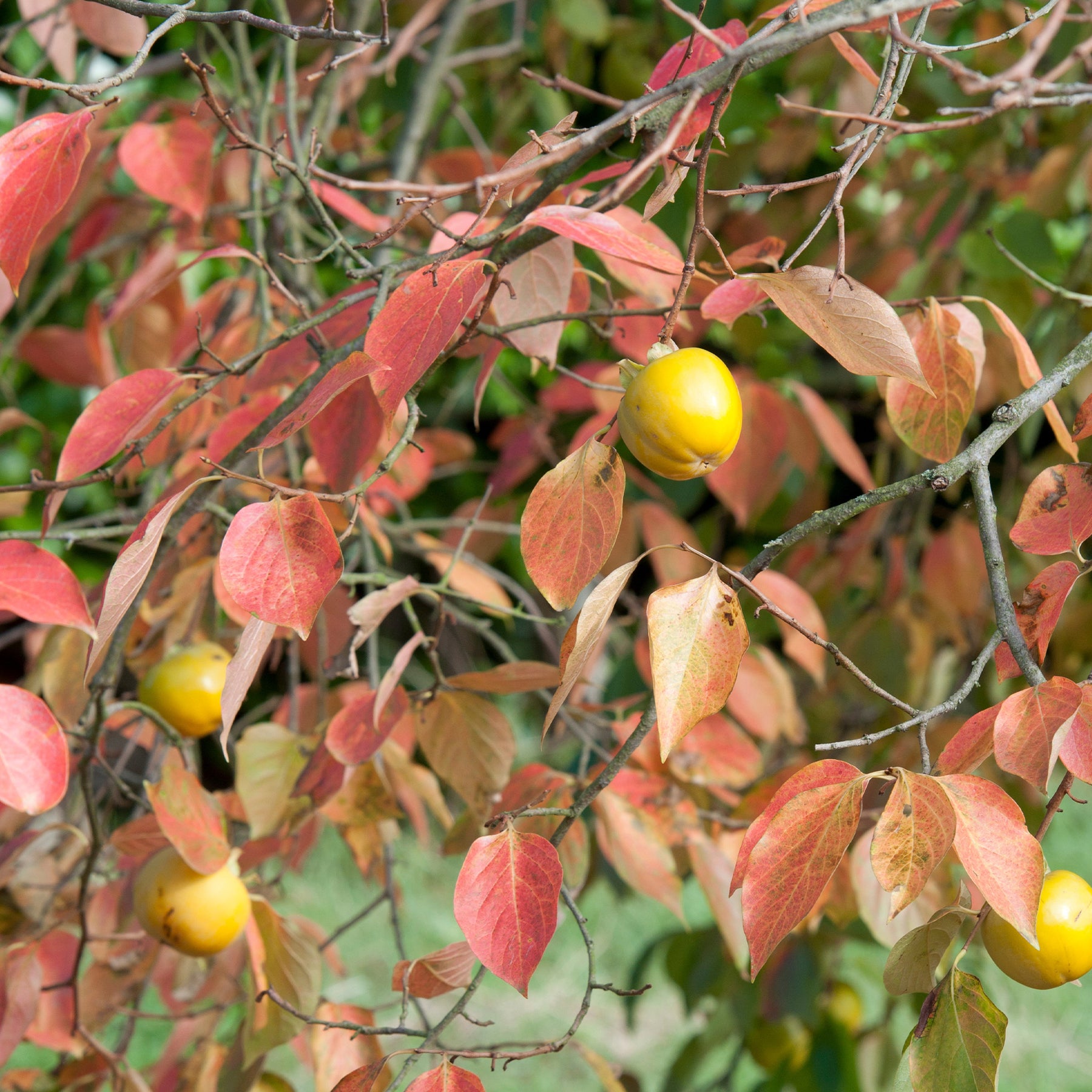 Plaqueminier Kaki - Kaki Tipo - Kaki diospyros tipo