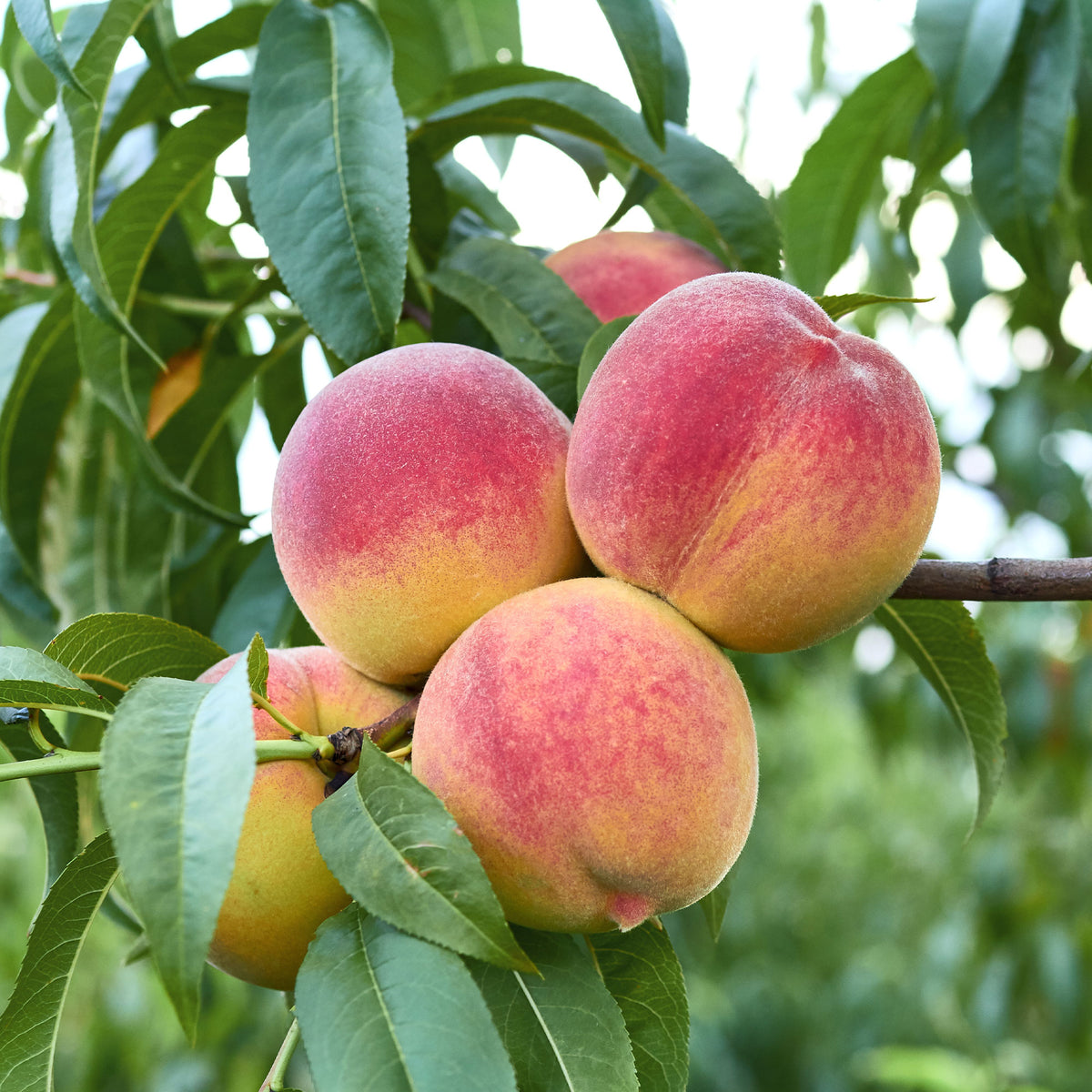 Pêcher Suncrest - Willemse