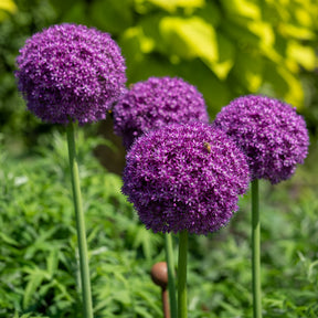 Allium Gladiator