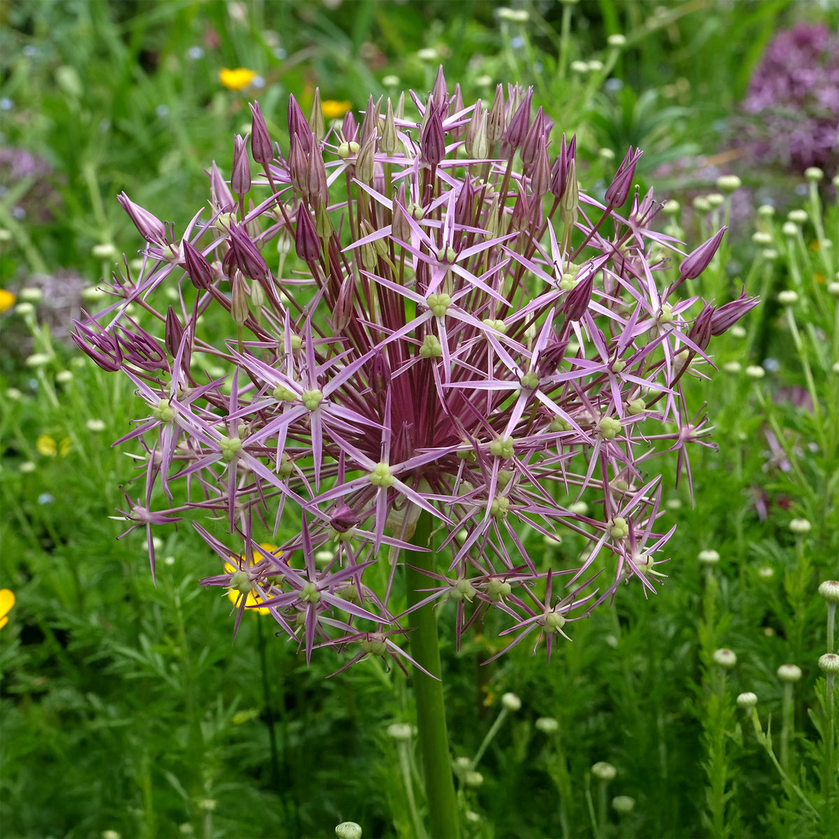 10 Alliums Christophii - Allium christophii - Willemse