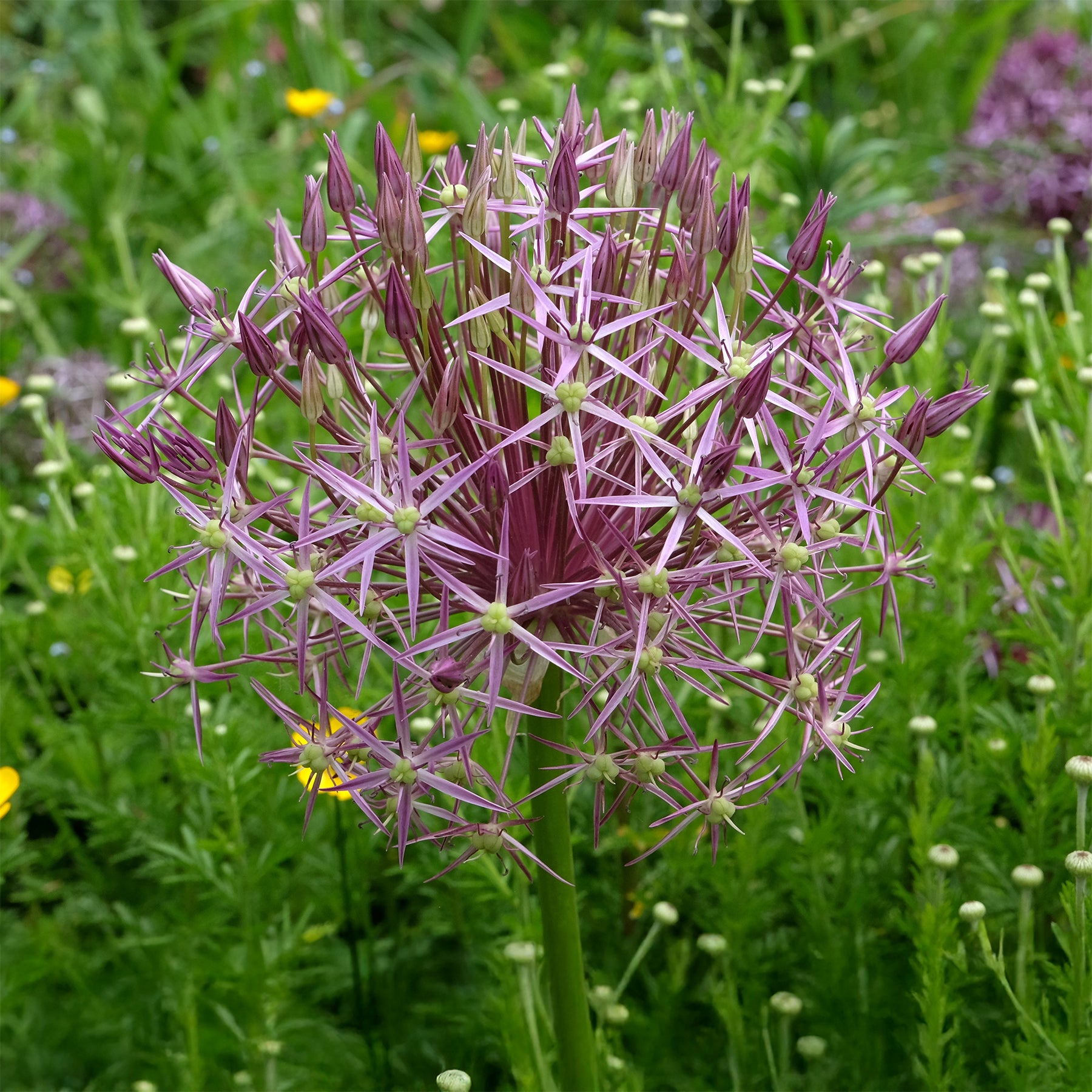 10 Alliums Christophii - Allium christophii - Willemse