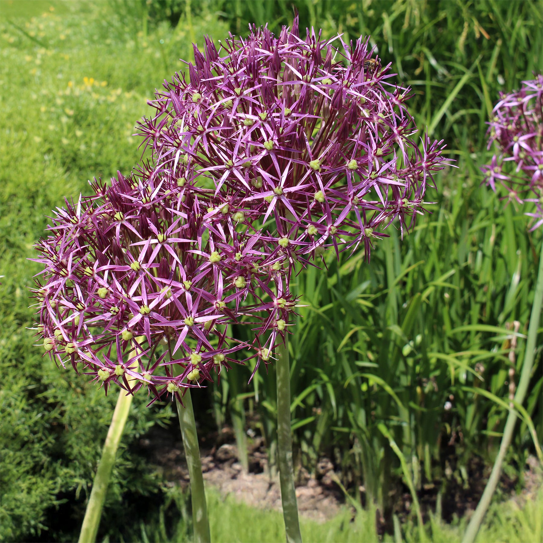 Allium - 10 Alliums Christophii - Allium christophii